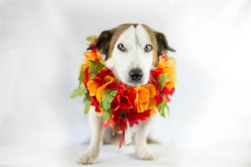 Combien de temps vivent les chats ? Nos conseils pour prolonger leur vie