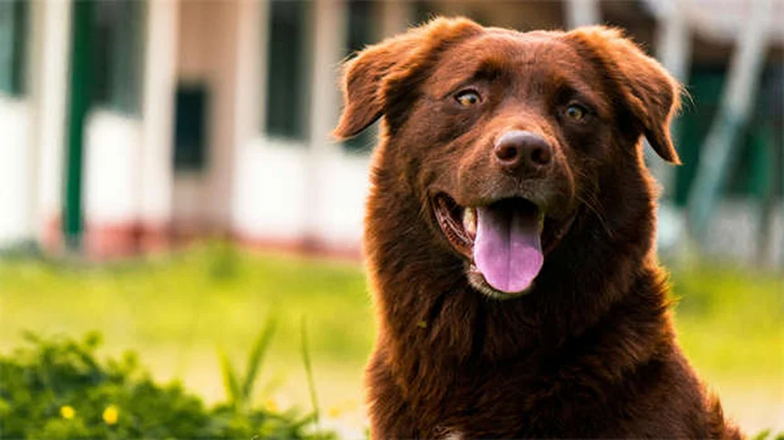 5 signes d'anxiété chez votre animal à ne jamais ignorer