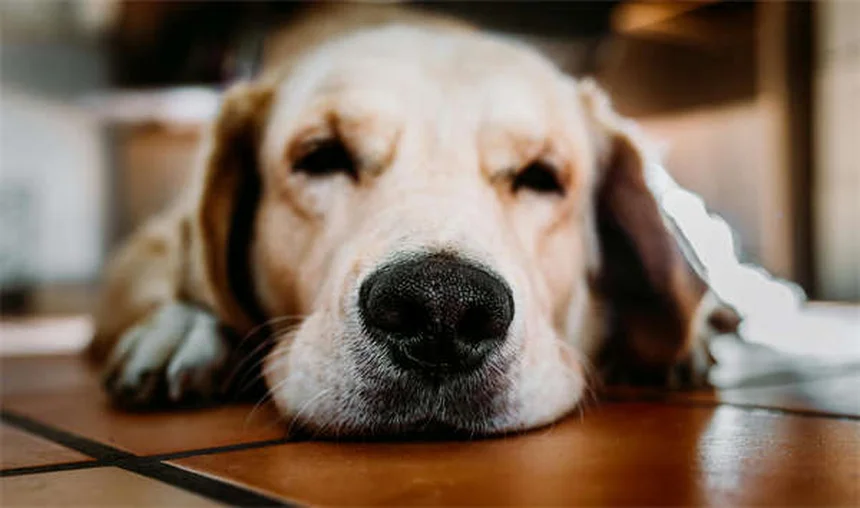 5 signes d'anxiété chez votre animal à ne jamais ignorer