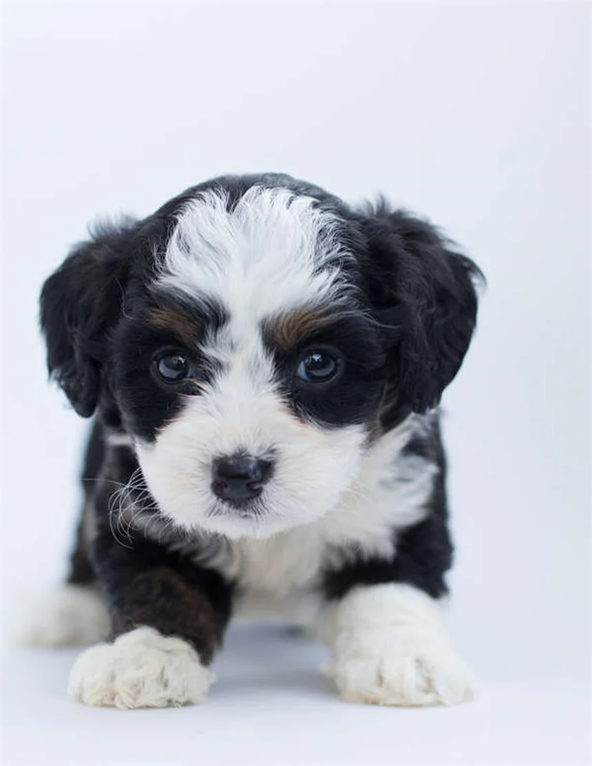 Comment aider son chat ou chien à perdre du poids : 5 astuces efficaces