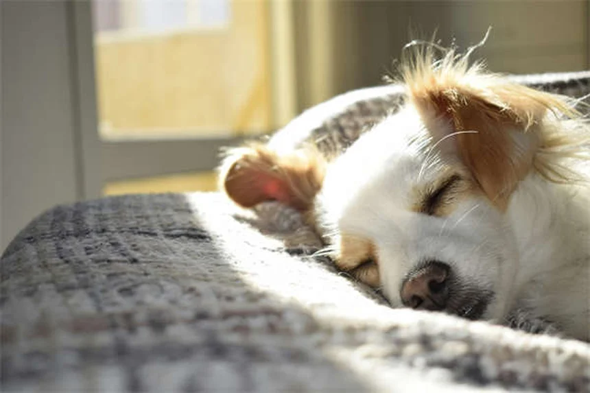 Comment calmer un chien nerveux : 5 solutions efficaces