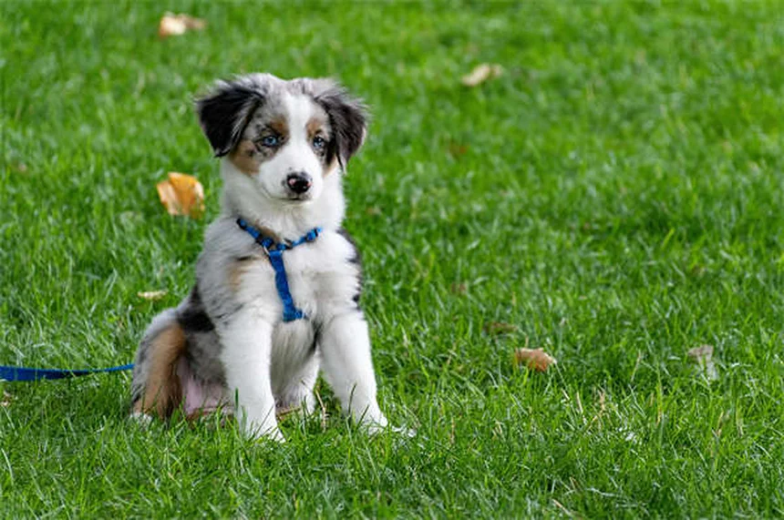 Comment calmer un chien nerveux : 5 solutions efficaces