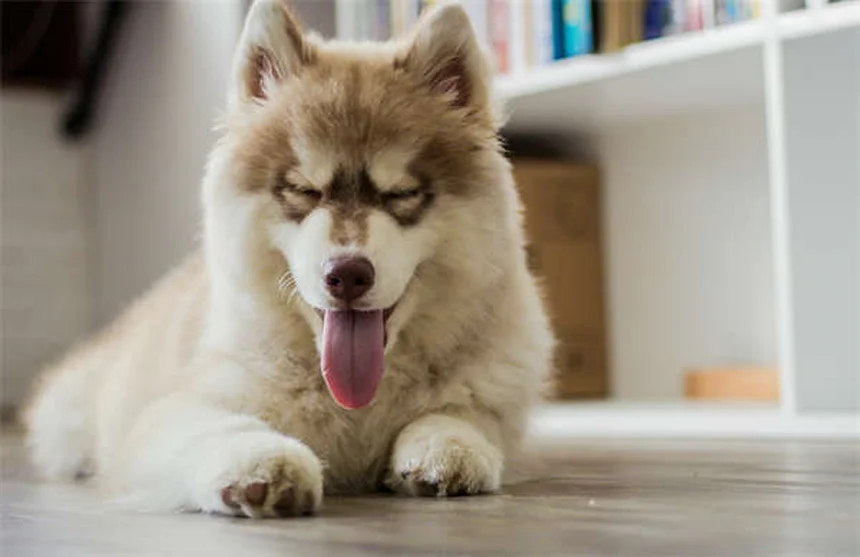 Zoomies canines : pourquoi votre chien fait-il des courses folles ?