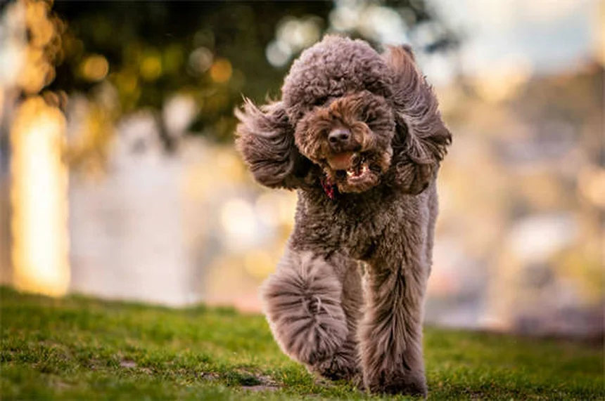 Zoomies canines : pourquoi votre chien fait-il des courses folles ?
