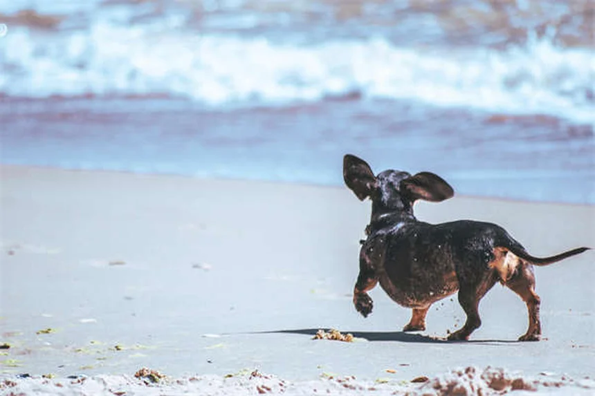 Zoomies canines : pourquoi votre chien fait-il des courses folles ?